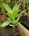 Wild areca palm